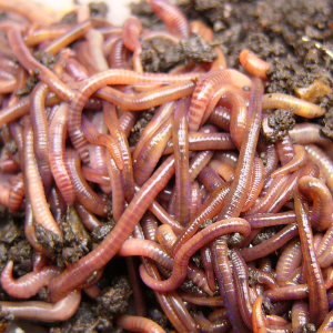 Bait Worms, Red Wigglers, Nightcrawlers
